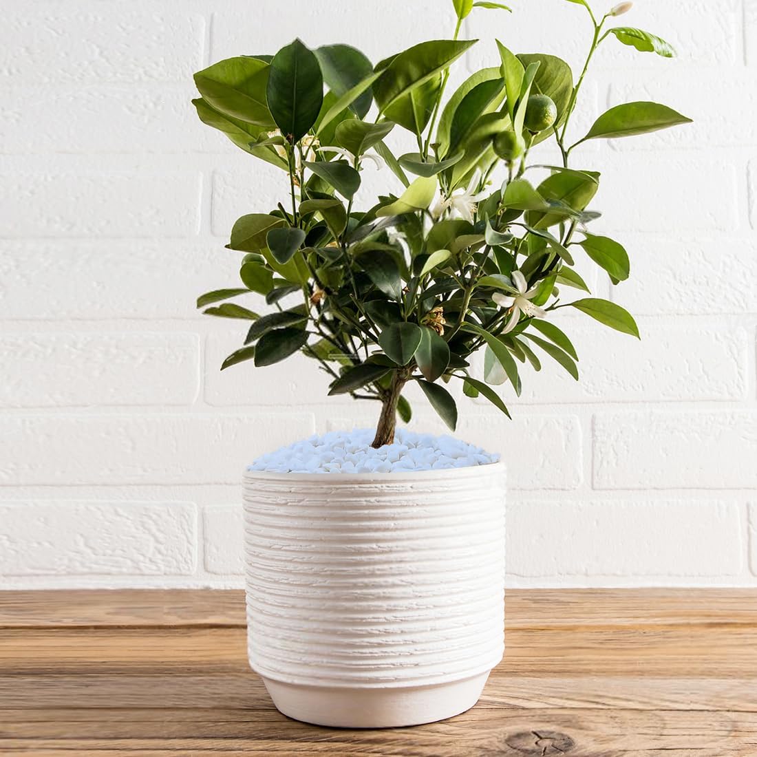 10LB Succulent and Cactus Gravel, 1/5 Inch White Natural Decorative Polished Pebbles for Landscaping, River Rocks for Plants, Vases, Aquariums, Terrarium and Outdoor Gardening