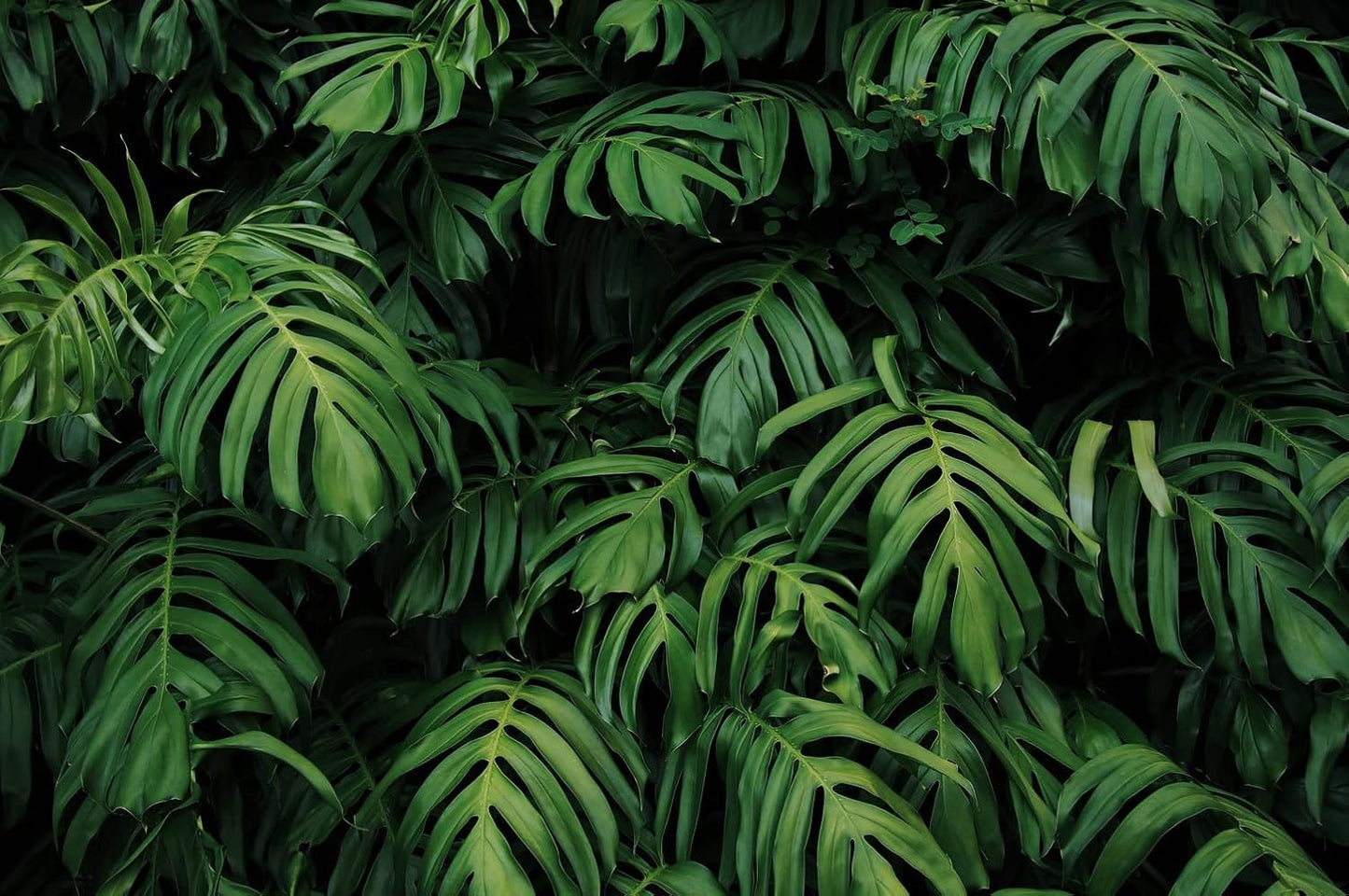 Tropical Monstera Wallpaper Banana Leaf Wall Mural Wallpaper for Living Room Bedroom TV Background Wall Covering(Not Peel n' Stick)