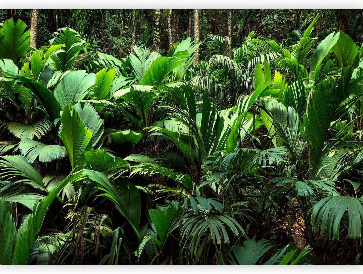 artgeist Premium Wall Mural Nature 98x69 in - XXL Non-Woven Wallpaper Fleece Wall Decor Photo Print Picture Image Design Botanical Plants Jungle Leaves b-B-0594-a-a