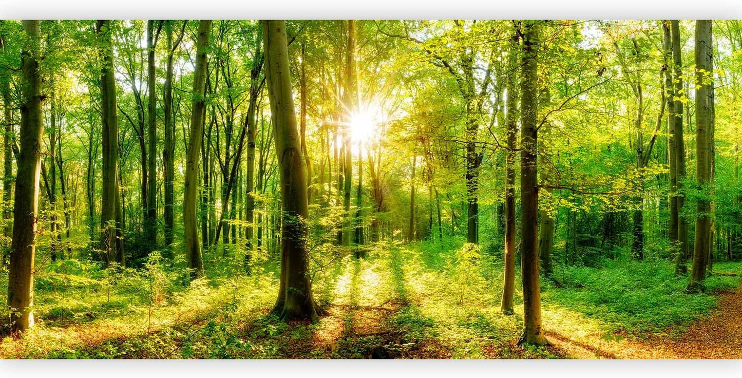 artgeist Wall Mural Forest 216x98 in - XXL Non-Woven Corner Wallpaper Fleece Angle Wall Decor Photo Print Picture Image Design Modern Landscape Nature Green Tree Panorama Sunshine b-B-0383-a-a